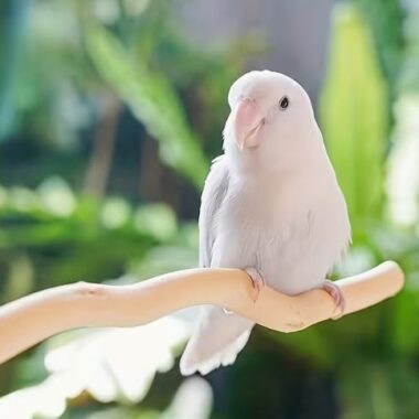 Natural Wood Curved Perch