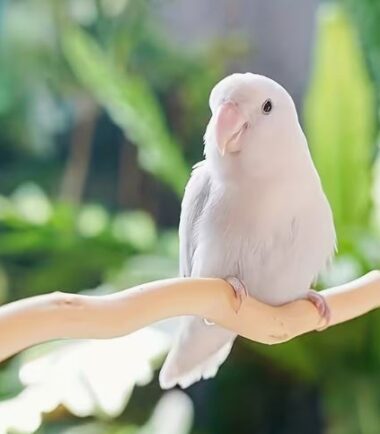 Natural Wood Curved Perch