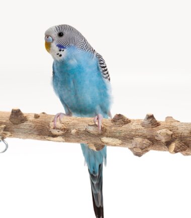 Bird Playground Interactive Platform Stand Pole Solid Wood Frame