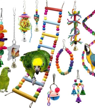 Parrot nibbles a toy